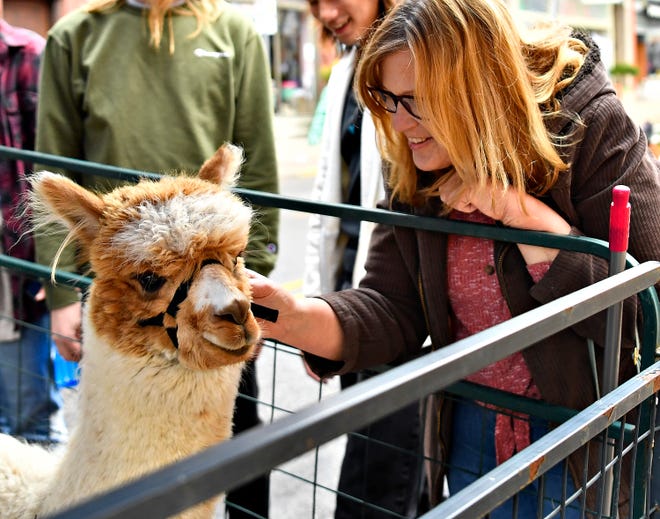 Morning Glory, 1, of Shear Heaven Alpaca and Merino Sheep Farm, is shown during Go Green in the City in downtown York City, Saturday, April 27, 2024. (Dawn J. Sagert/The York Dispatch)