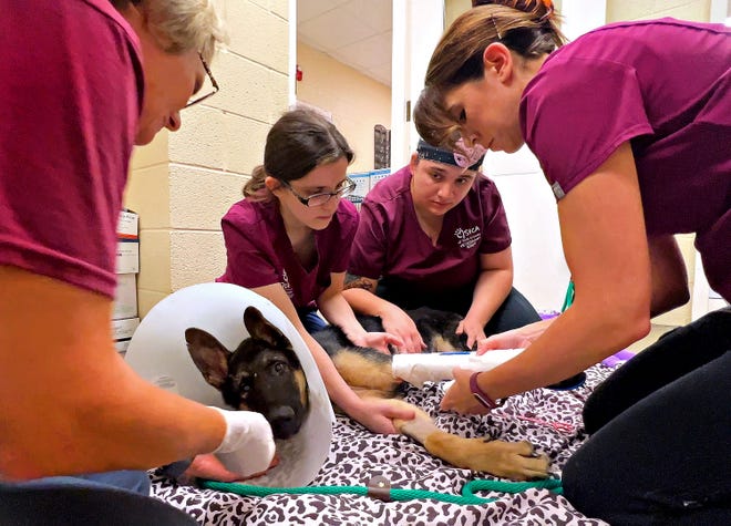 From left, animal care technician Jennifer James provides a distraction of dog food, while veterinary technicians Stacey Lute and Karrah Devlin help to secure Chance, a 6 to 7-month-old German shepherd, as shelter medical director Dr. Natalie Weekes changes the cast on his leg at York County SPCA in Manchester Township, Friday, Sept. 8, 2023. Chance was found beaten in York City in August. Dawn J. Sagert photo