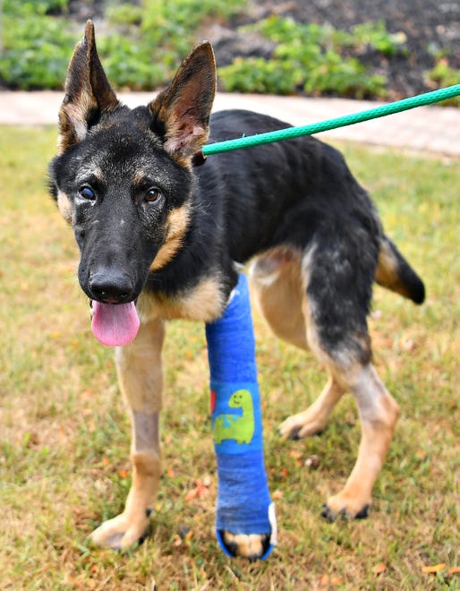 Chance, a 6 to 7-month-old German shepherd is shown in the care of York County SPCA in Manchester Township, Friday, Sept. 8, 2023. Chance was found beaten in York City in August. Dawn J. Sagert photo