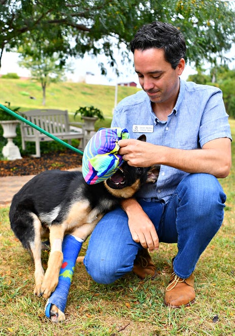Chance, a 6 to 7-month-old German shepherd is shown with Executive Director Steven Martinez at York County SPCA in Manchester Township, Friday, Sept. 8, 2023. Chance was found beaten in York City in August. Dawn J. Sagert photo