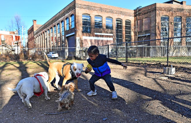 Krystian McFadden, 4, of York City, works to get the football past, clockwise from left, pocket bully Tank, 2, pit bull Kita, 2, and Yorkie Kobe, 2, as temperatures reach 60 degrees at Pal’s Park in York City, Thursday, March 16, 2023. Dawn J. Sagert photo